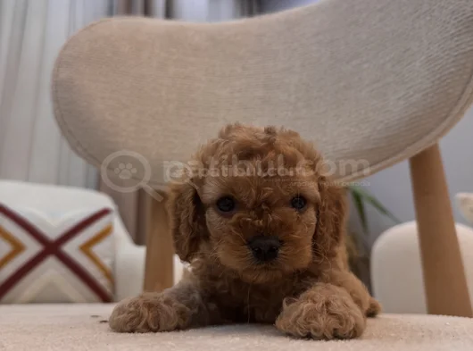 Orjinal Maltipoo görsel