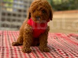 Akıllı Sevimli Wc Eğitiml Toy Poodle Yavruları