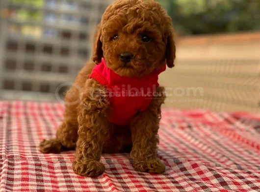 Akıllı Sevimli Wc Eğitiml Toy Poodle Yavruları görsel