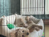 Kimlikli Aşıları Tam 6 Aylık Erkek Maltipoo Yavrumuz Puffy