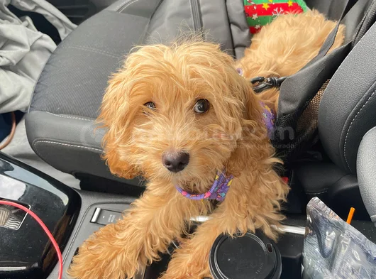 Kimlikli Aşıları Tam 6 Aylık Erkek Maltipoo Yavrumuz Puffy görsel