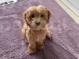 Kimlikli Aşıları Tam 6 Aylık Erkek Maltipoo Yavrumuz Puffy