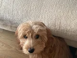 Kimlikli Aşıları Tam 6 Aylık Erkek Maltipoo Yavrumuz Puffy
