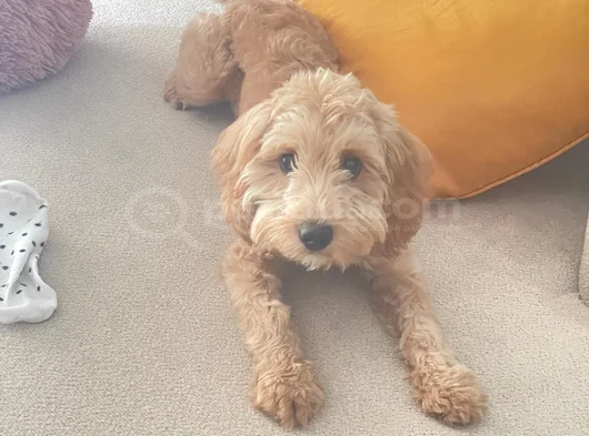 Kimlikli Aşıları Tam 6 Aylık Erkek Maltipoo Yavrumuz Puffy
