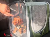 Toy Poddle Üç Buçuk Aylık Adana Çukurova