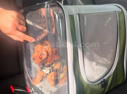 Toy Poddle Üç Buçuk Aylık Adana Çukurova görsel