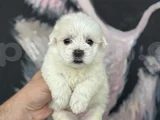 Irk Ve Sağlık Garantili Maltipoo Yavrular