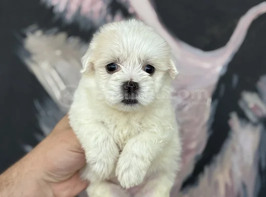 Irk Ve Sağlık Garantili Maltipoo Yavrular görsel