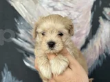 Irk Ve Sağlık Garantili Maltipoo Yavrular