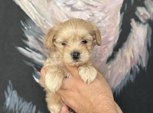 Irk Ve Sağlık Garantili Maltipoo Yavrular görsel