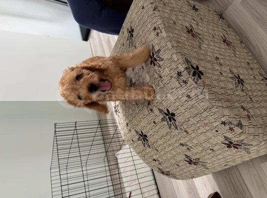 Toy Poddle Üç Buçuk Aylık Adana Çukurova görsel