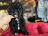 Bebek Suratli Orjinal Toy Poodle Si̇yah