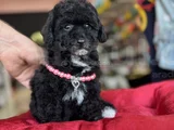 Bebek Suratli Orjinal Toy Poodle SİYAH