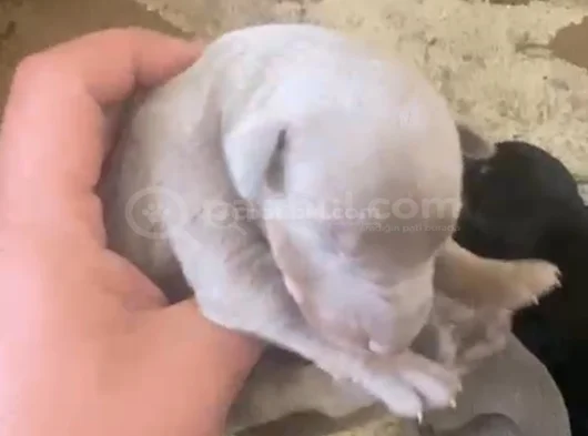 Doberman Özel Renk Bebeklerimiz Için Acele Edin
