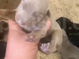 Doberman Özel Renk Bebeklerimiz Için Acele Edin