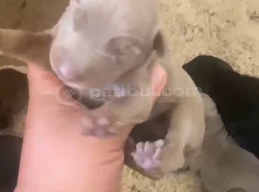 Doberman Özel Renk Bebeklerimiz Için Acele Edin görsel
