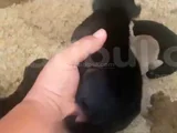 Doberman Özel Renk Bebeklerimiz Için Acele Edin
