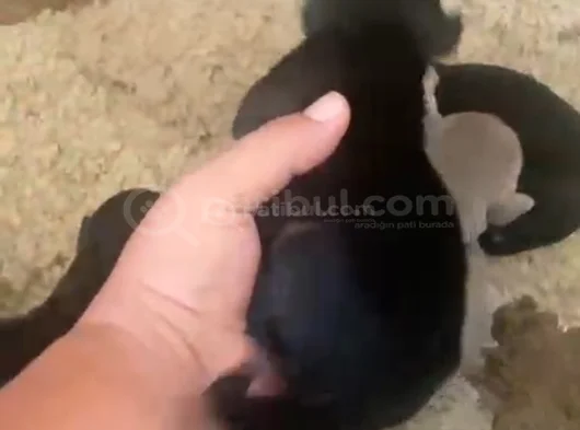 Doberman Özel Renk Bebeklerimiz Için Acele Edin görsel