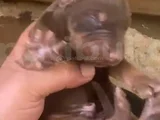 Doberman Özel Renk Bebeklerimiz Için Acele Edin