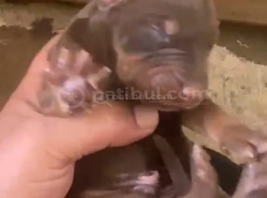 Doberman Özel Renk Bebeklerimiz Için Acele Edin görsel