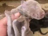 Doberman Özel Renk Bebeklerimiz Için Acele Edin