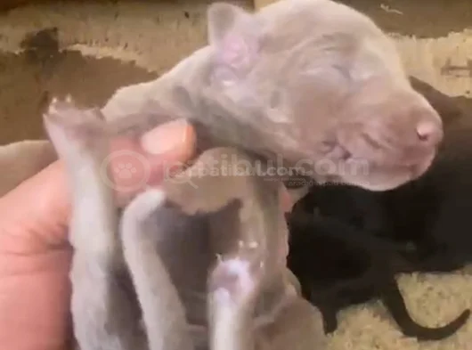 Doberman Özel Renk Bebeklerimiz Için Acele Edin görsel