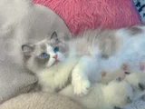 Anne Altından Safkan Ragdoll Yavru kediler
