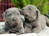 dev cane corso yavrular