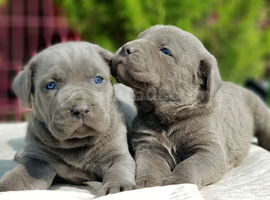 dev cane corso yavrular