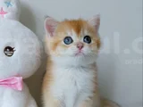 Türünün En Kalitelisi Golden Ny11 British Shorthair