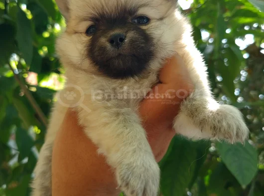 Pomeranian Yavrularııı görsel