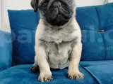Pug Mops Yavruları
