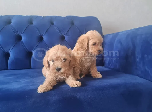 Çok Büyümeyen Minyatür Minnaklarım Teslime Hazır görsel