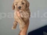 Çok Büyümeyen Minyatür Minnaklarım Teslime Hazır