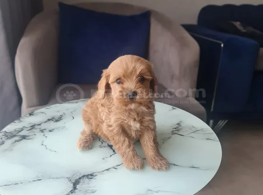 Minyatür Minnaklarım Teslime Hazır görsel
