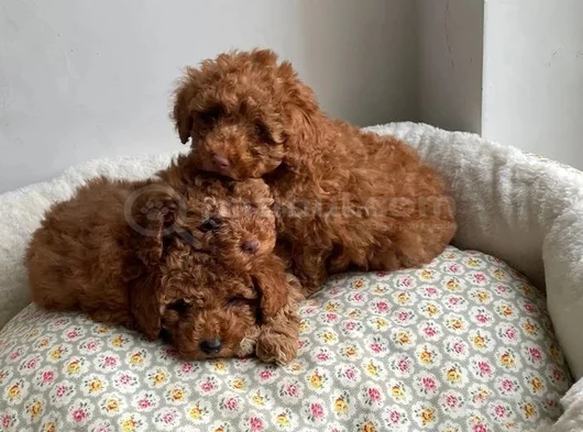 Dünya Tatlisi Mi̇nnoş Poodle Yavrular