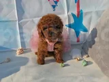 biblo gibi ırk garantili toy poodle
