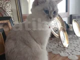 Mia