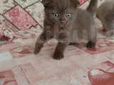 Bu Güzelli̇k Nadi̇r Bulunur Yeni̇ Yuvaya Gi̇tmeye Hazir