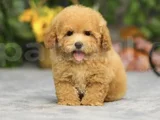 Maltipoo Bebeklerr