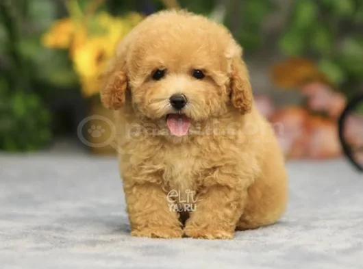 Maltipoo Bebeklerr görsel