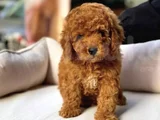 Maltipoo Bebeklerr
