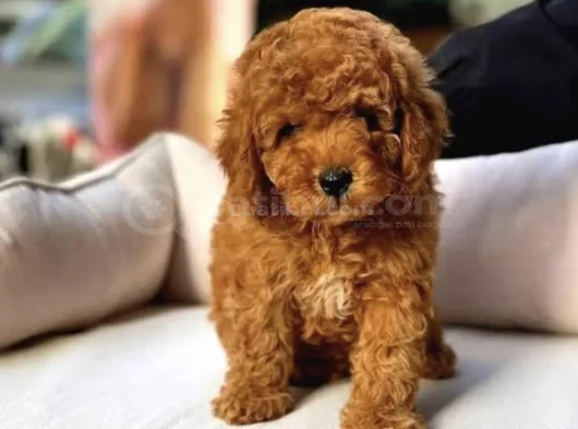 Maltipoo Bebeklerr görsel