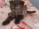 Bu Güzelli̇k Nadi̇r Bulunur Yeni̇ Yuvaya Gi̇tmeye Hazir