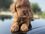 Peluş Görünüm Sağlık Ve Irk Garantili Toy Poodle Yavrularım