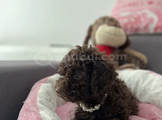 Harika Toy Poodle görsel