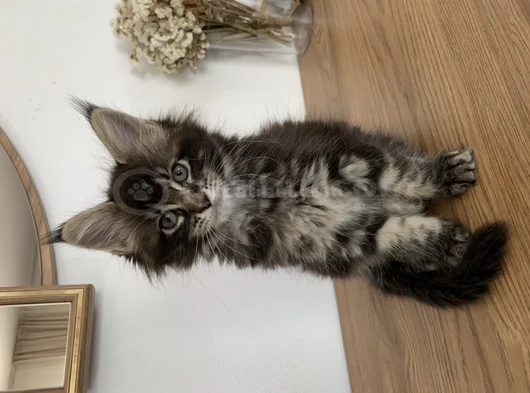 Xxl Mai̇ncoonlar 2 Ayli̇k görsel