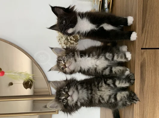 Xxl Mai̇ncoonlar 2 Ayli̇k