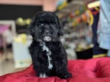 Black Poodle Özel Renk Bebeği̇mi̇z