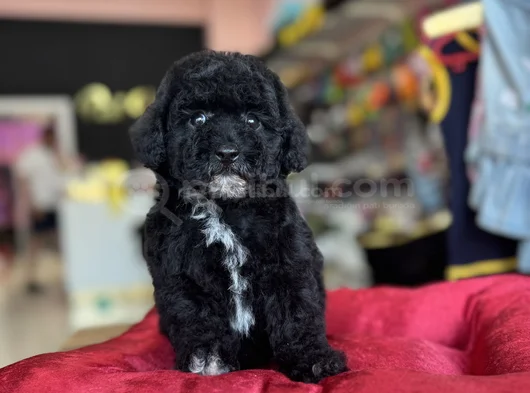 Black Poodle Özel Renk Bebeği̇mi̇z görsel